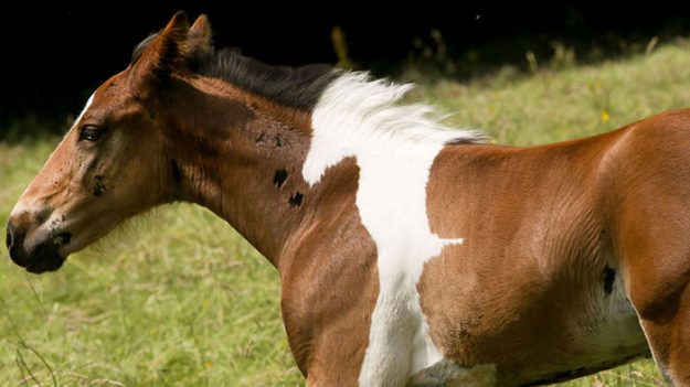 Ce poulain est né avec une silhouette de cheval dessinée sur son encolure – comme si un grand artiste l’avait dessiné de cette manière !