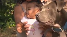 Un pitbull commence à s’agiter – quand sa maîtresse ouvre la porte, il court dans la chambre du bébé