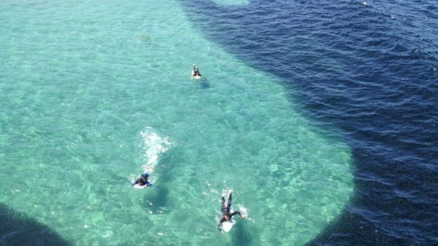 Les surfeurs remarquent une ombre énorme qui s’approche du rivage – mais quand ils découvrent ce dont il s’agit, ils sont stupéfaits