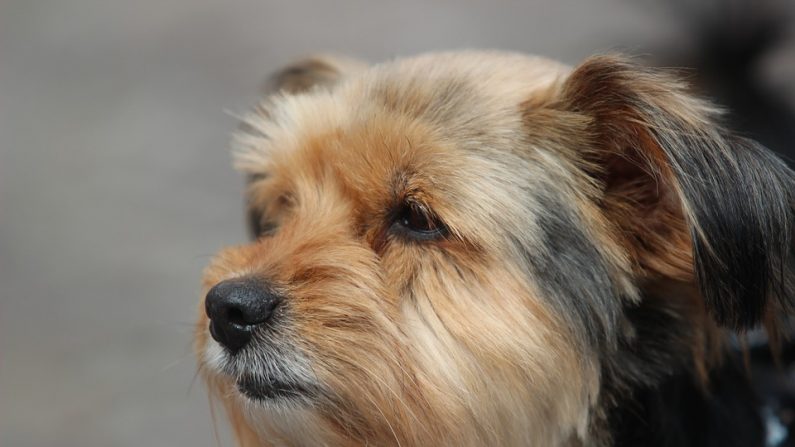 Portrait Yorkshire Terrier Shorn Dog Face Pet Dog