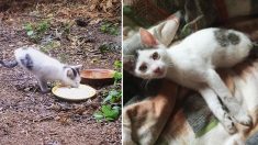 Ce chaton rescapé est né sans pattes arrière, mais il étonne les gens avec ce qu’il peut faire!