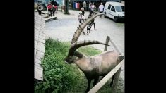 Un bouquetin des Alpes saute sur le toit d’un chalet, ce qu’il fait est très amusant !