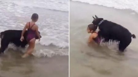 Ce chien protecteur passe en mode « protection » lorsque cette jeune fille s’aventure trop loin dans les vagues