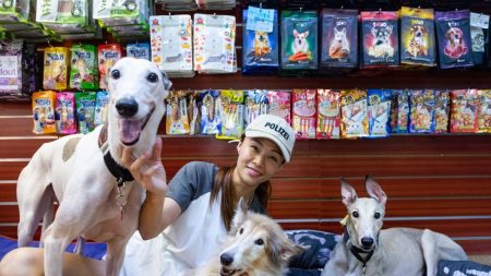 Des centaines de lévriers de Macao attendent leur vraie maison