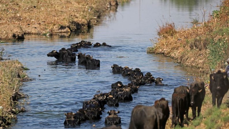 Des bœufs marchent dans une rivière près de Mossoul pendant les batailles entre les forces irakiennes pour reprendre la ville assiégée des combattants du groupe État islamique. Photo KARIM SAHIB / AFP / Getty Images.