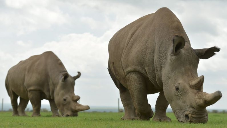 Najin et Fatu, les deux seules rhinocéros blancs femelles restantes, broutent dans son enclos le 20 mars 2018 à la réserve ol-Pejeta à Nanyuki, au nord de la capitale Nairobi. Photo TONY KARUMBA / AFP / Getty Images.