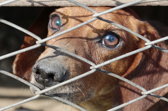 Enfermé dans une cage sans eau et sans nourriture(Photo : Pixabay)