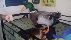 Ce canard ne voit pas d’un bon oeil la main qui touche le garçon endormi près de lui. Ce qu’il fait ensuite est vraiment drôle