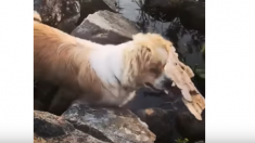 Un chien aveugle transporte du bois qui flotte, il est tout simplement impressionnant !