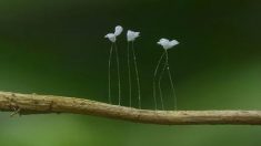 La fleur d’Udumbara : une fleur légendaire qui apparaît seulement tous les 3000 ans !