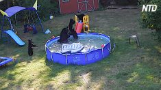 Une famille regarde par la fenêtre de la cour arrière et découvre une famille d’ours noirs jouant dans leur piscine