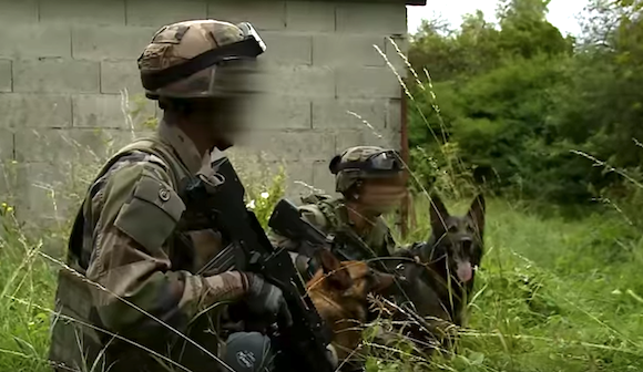 Chien militaire (Capture d'écran YouTube)