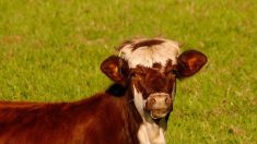 Un veau s’échappe de l’abattoir et fausse compagnie à son propriétaire