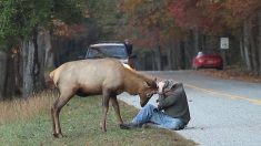 Vidéo virale : le jeune cerf jouant et défiant le photographe a été euthanasié car « il ne craignait plus les humains »