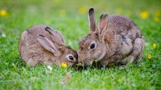 Code du bien-être animal : en Belgique, la détention d’un animal nécessitera bientôt l’obtention d’un permis