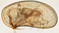 Les ostracodes : quelques microns, une carapace et 480 millions d’années d’histoire