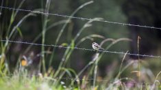 Comment faire revenir les oiseaux dans les campagnes ? La piste d’un marché de la biodiversité sauvage