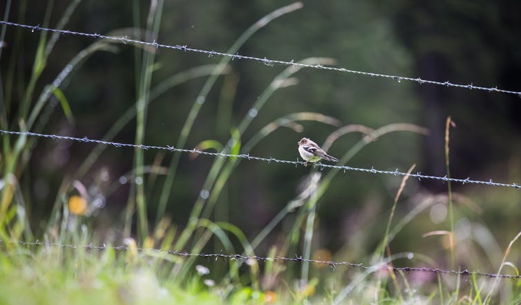 Les oiseaux communs des milieux agricoles ont perdu plus de 30 % de leurs effectifs ces vingt dernières années. (Nicola Tröhler/Unsplash)