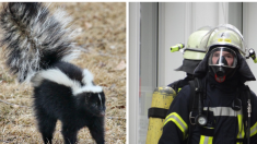 Un pompier lit « Le chat dans le chapeau » à une mouffette piégée pendant qu’ils essaient de la libérer