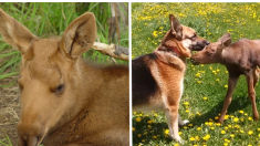 Une amitié entre ce chien et un orignal âgé de 6 jours abandonné ouvre la porte à une nouvelle vie