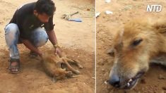 Une chienne blessée et affamée avait peu de chance de survivre jusqu’à ce que des gens au grand cœur arrivent