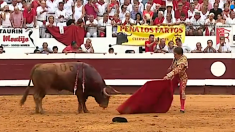 Lebrero, le « courageux » taureau gracié dans l’arène de Dax