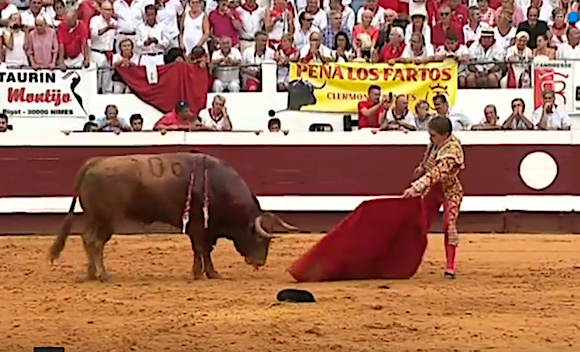 Ce taureau a été gracié lors d'une corrida (Capture d’écran France3 Nouvelle-Aquitaine YouTube)  