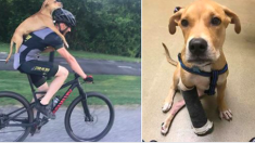 Un chiot errant blessé trouve un nouveau foyer après une promenade à vélo sur le dos d’un cycliste