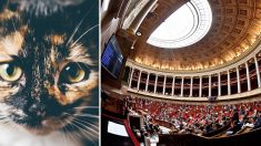 Une députée milite pour avoir des chats à l’Assemblée nationale