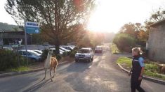 En pleine heure de pointe, un lama en liberté provoque un bouchon de 2 km