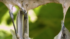 Des pièges à oiseaux aux techniques cruelles bientôt légalisés avec l’aval de Nicolas Hulot