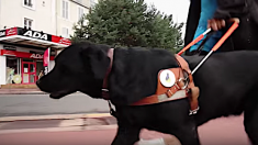 Un couple avec un chien guide d’aveugle est refusé dans un restaurant