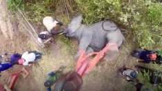 Un homme tire sur des éléphants avec un sédatif et les emporte – vous ne croirez pas ce qu’il fait avec eux