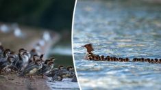 Cette maman canard mérite le prix de la mère adoptive de l’année, avec ses 76 canetons adoptés