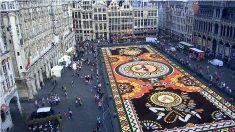 Bruxelles : Les incroyables images des tapis de fleurs