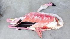 La dépouille d’un flamant rose trouvée dans l’Hérault – Abattu par un chasseur ?