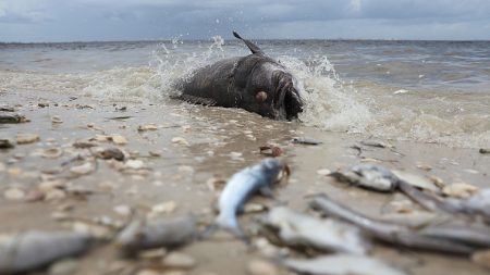 Une « marée rouge » décime la population aquatique de la côte ouest de la Floride