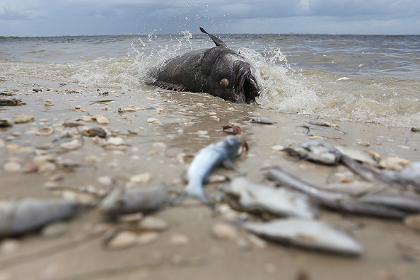 Les autorités ont décrété l'état d'urgence en Floride, une "marée rouge" dévastatrice noircit l'eau de la mer
(Photo : Joe Raedle/Getty Images)