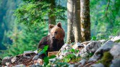 Vivre avec les ours, le pari de la Slovénie