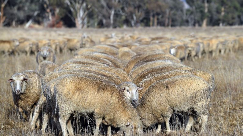 Cette photo prise le 7 août 2018 montre des moutons paissant dans un enclos agricole sec dans la zone de Duri, en Nouvelle-Galles du Sud, frappée par la sécheresse. - Une sécheresse paralysante qui décime les troupeaux et met les agriculteurs désespérés dans une situation financière et émotionnelle intense. Photo SAEED KHAN / AFP / Getty Images.