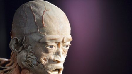 Un critique de l’exposition sur les cadavres humains veut mettre au point des tests sur les tissus plastinés