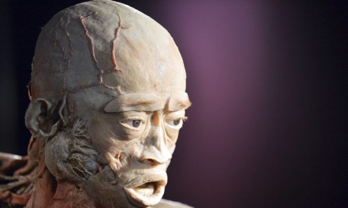 La plastination, utilisée pour les cadavres dans l'exposition Real Bodies, passe par le processus d'utiliser du caoutchouc de silicone liquide pour empêcher le processus naturel de décomposition du corps. Le cadavre ci-dessus provient d'une exposition précédente intitulée 'Le corps humain' à Kiev, Ukraine et est une photo de dossier. (Sergei Supinsky/AFP/Getty Images)