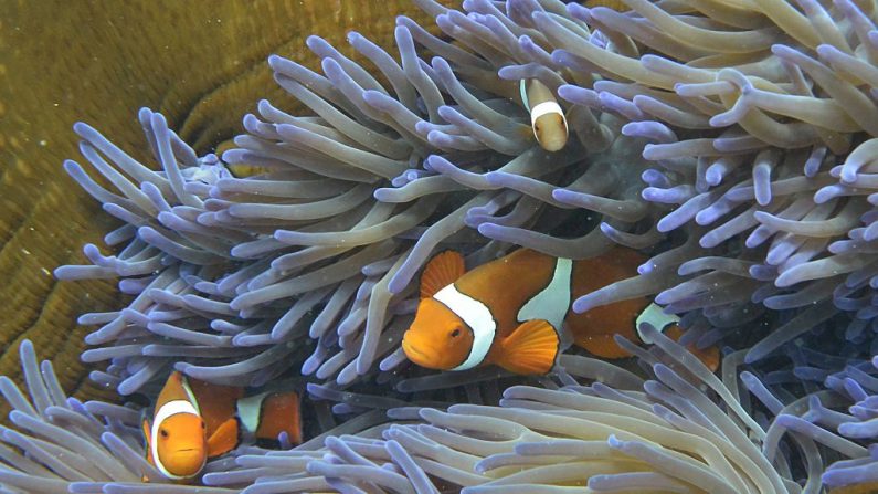 Une photo prise le 22 septembre 2014 montre des poissons nageant à travers le corail sur la Grande Barrière en Australie. Le récif de 2 300 kilomètres contribue annuellement à 5,4 milliards de dollars australiens à l'économie australienne par le tourisme. Photo  WILLIAM WEST / AFP / Getty Images