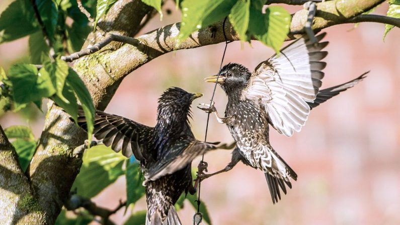 Les étourneaux se disputent une mangeoire suspendue à un arbre le à Godewaerselde, dans le nord de la France. Photo PHILIPPE HUGUEN / AFP / Getty Images.