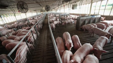 Guerre commerciale Chine-USA : le porc chinois courbe l’échine