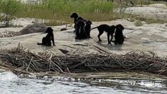 Cet homme trouve 7 chiots égarés dans le lac derrière chez lui, et ils sont là depuis des semaines