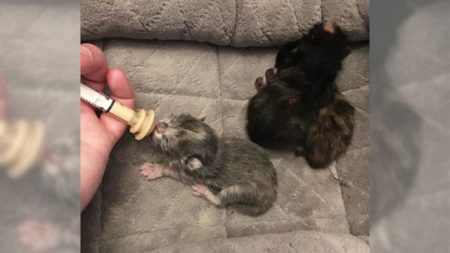 Cinq petits chatons sauvés d’un incendie retrouvent le confort après avoir été ramenés à la vie