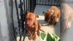 Une femme arrive sous le porche un matin et trouve deux chiens sévèrement maltraités qui attendent dehors