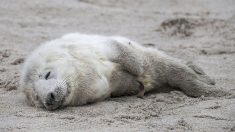 Un bébé phoque retrouvé mort après avoir ingéré du plastique