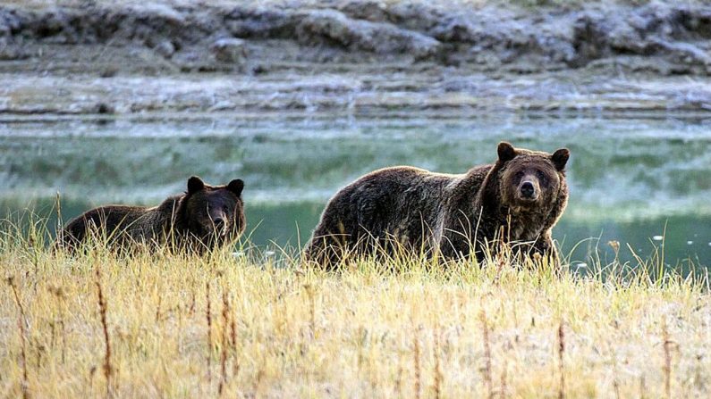 (KAREN BLEIER/AFP/Getty Images)